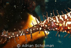 Super close up of ghost pipe fish taken at Redang Island.... by Adrian Schokman 